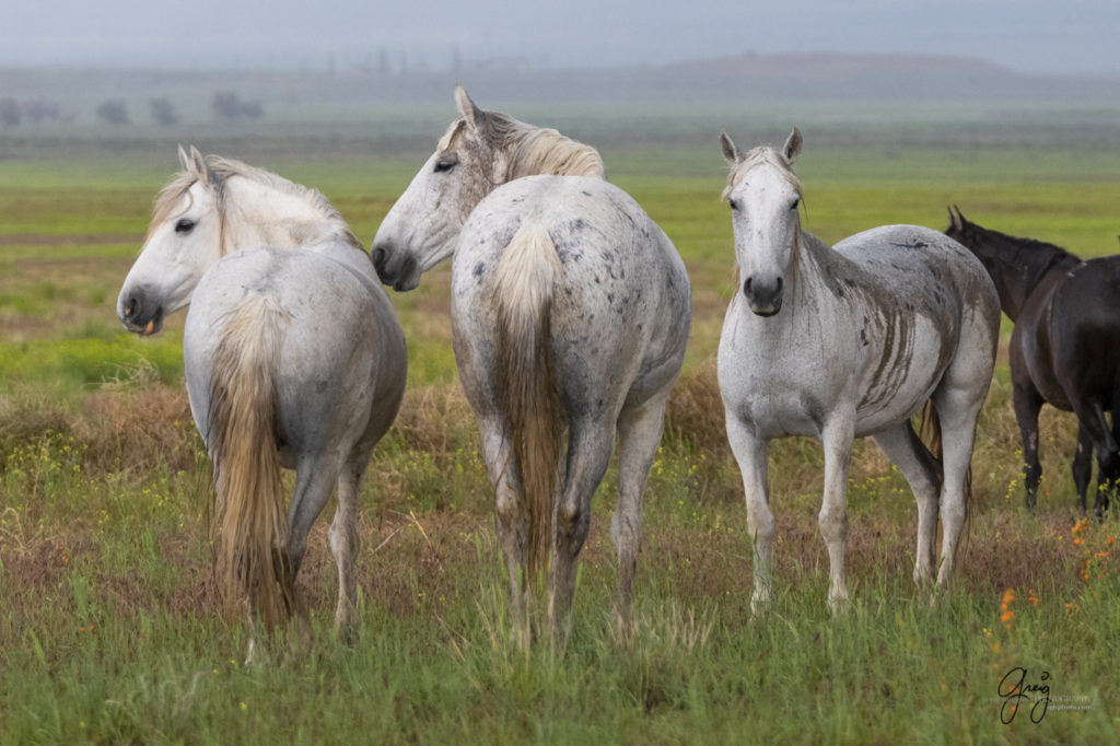 Lightning in clouds above onaqui wild horses fine art photography of wild horses, Onaqui wild horse herd, wild horse photos