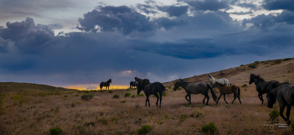 Lightning in clouds above onaqui wild horses fine art photography of wild horses, Onaqui wild horse herd, wild horse photos