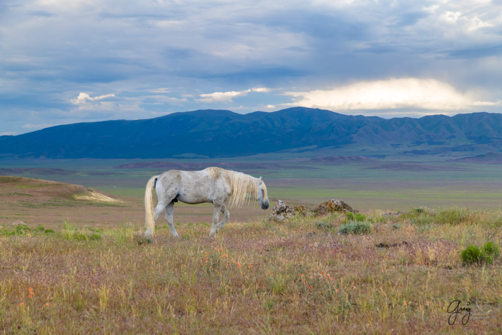 The old man, wild horse mustang the old man, 30 year old wild mustang, Onaqui herd of 250 wild horses in beautiful valley, photography of wild horses, wild horse photography for sale, fine art photography of wild horses