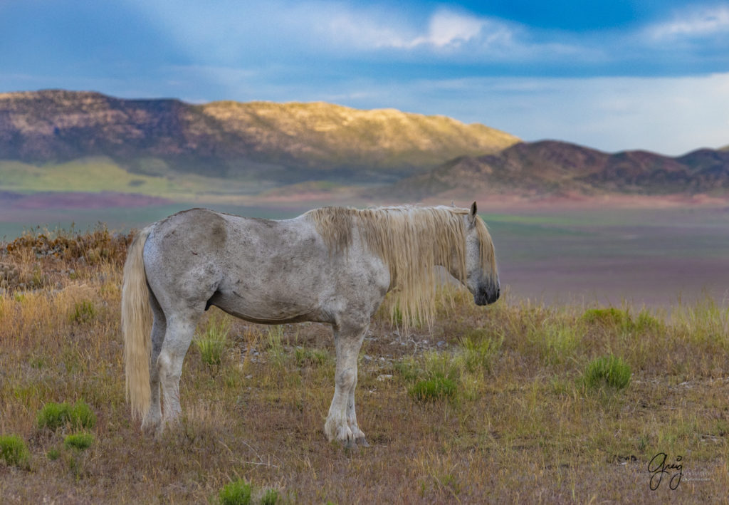 the old man, 30 year old wild mustang, Onaqui herd of 250 wild horses in beautiful valley, photography of wild horses, wild horse photography for sale, fine art photography of wild horses