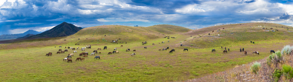 Lightning in clouds above onaqui wild horses fine art photography of wild horses, Onaqui wild horse herd, wild horse photos