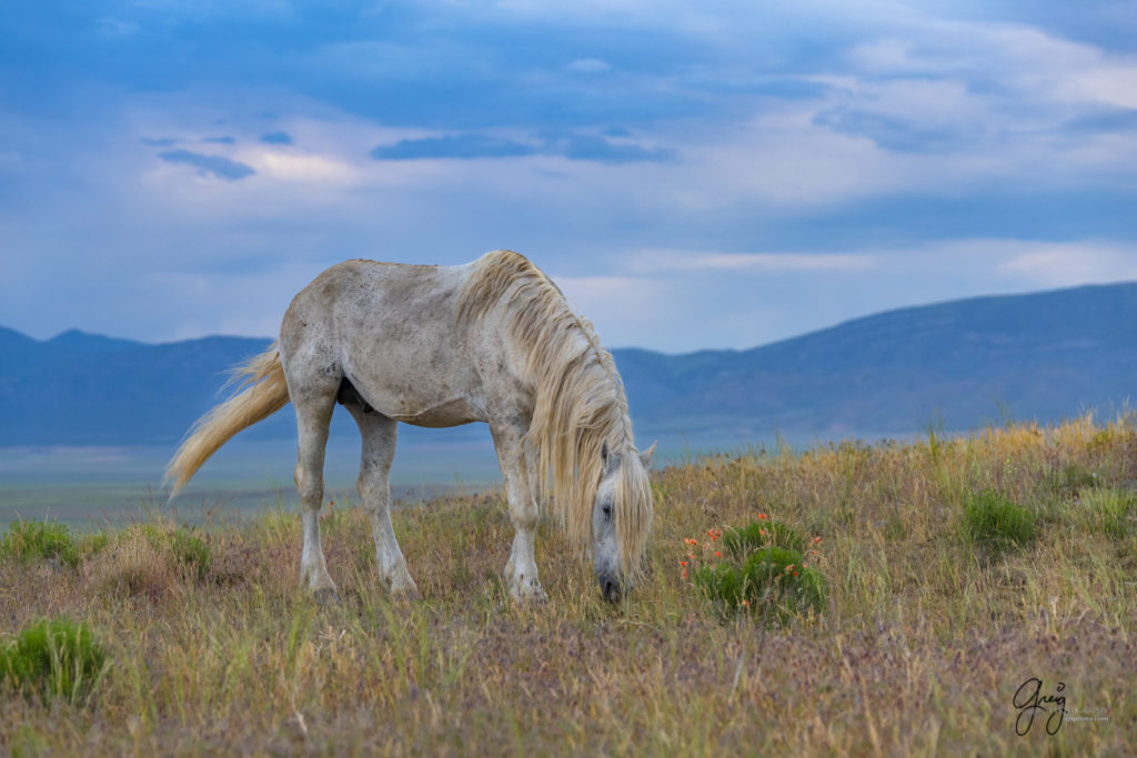 the old man, 30 year old wild mustang, Onaqui herd of 250 wild horses in beautiful valley, photography of wild horses, wild horse photography for sale, fine art photography of wild horses