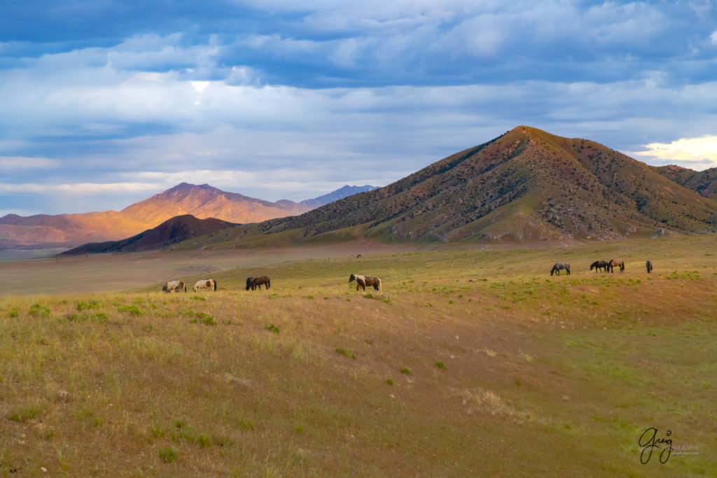 Lightning in clouds above onaqui wild horses fine art photography of wild horses, Onaqui wild horse herd, wild horse photos