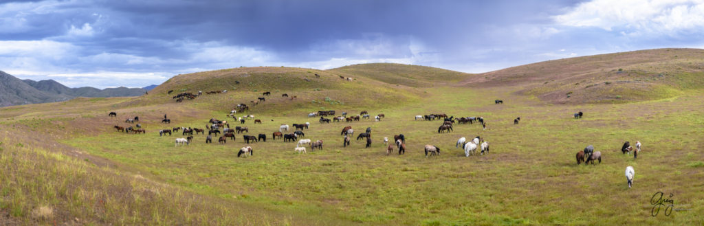 onaqui wild horses fine art photography of wild horses, Onaqui wild horse herd, wild horse photos, wild horses in beautiful green valley