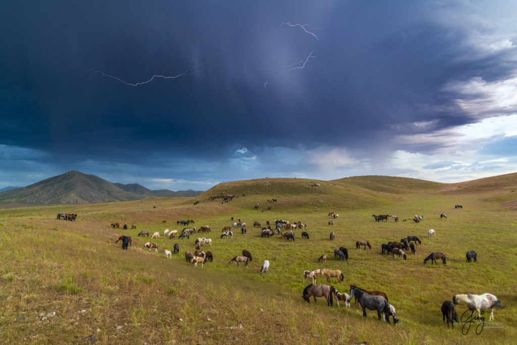 Lightning in clouds above onaqui wild horses fine art photography of wild horses, Onaqui wild horse herd, wild horse photos