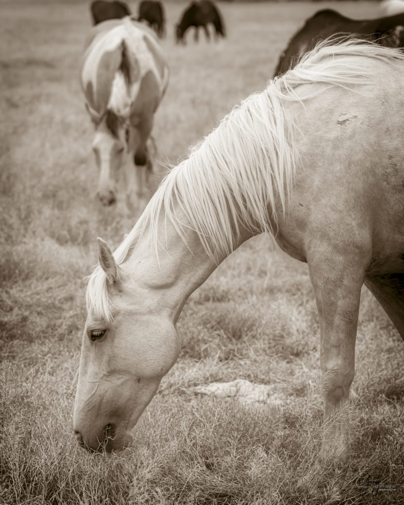 black and white photography of wild horse mustangs, wild mustang, wild horse stallion, photographs of wild horses, wild horse stallions, wild horses, wild horse photography, onaqui herd of wild horses, photographs of wild horses, wild horses fighting