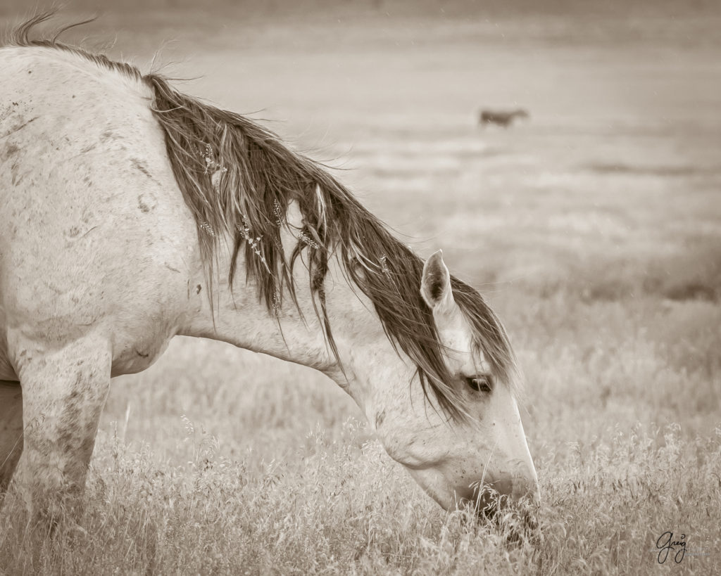 black and white photography of wild horse mustangs, wild mustang, wild horse stallion, photographs of wild horses, wild horse stallions, wild horses, wild horse photography, onaqui herd of wild horses, photographs of wild horses, wild horses fighting