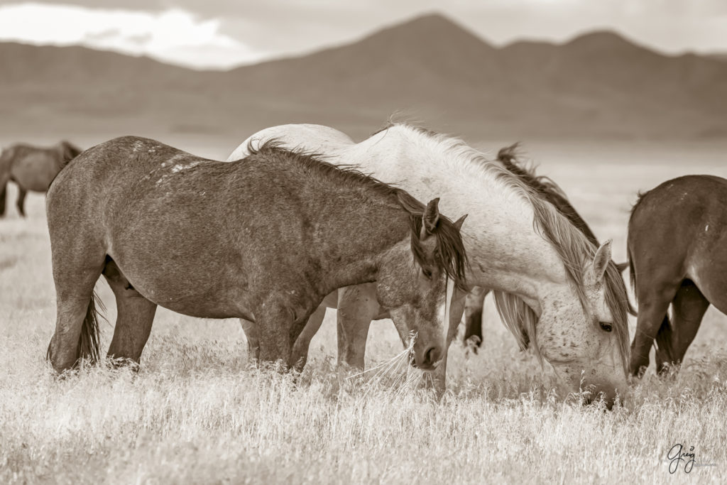 black and white photography of wild horse mustangs, wild mustang, wild horse stallion, photographs of wild horses, wild horse stallions, wild horses, wild horse photography, onaqui herd of wild horses, photographs of wild horses, wild horses fighting