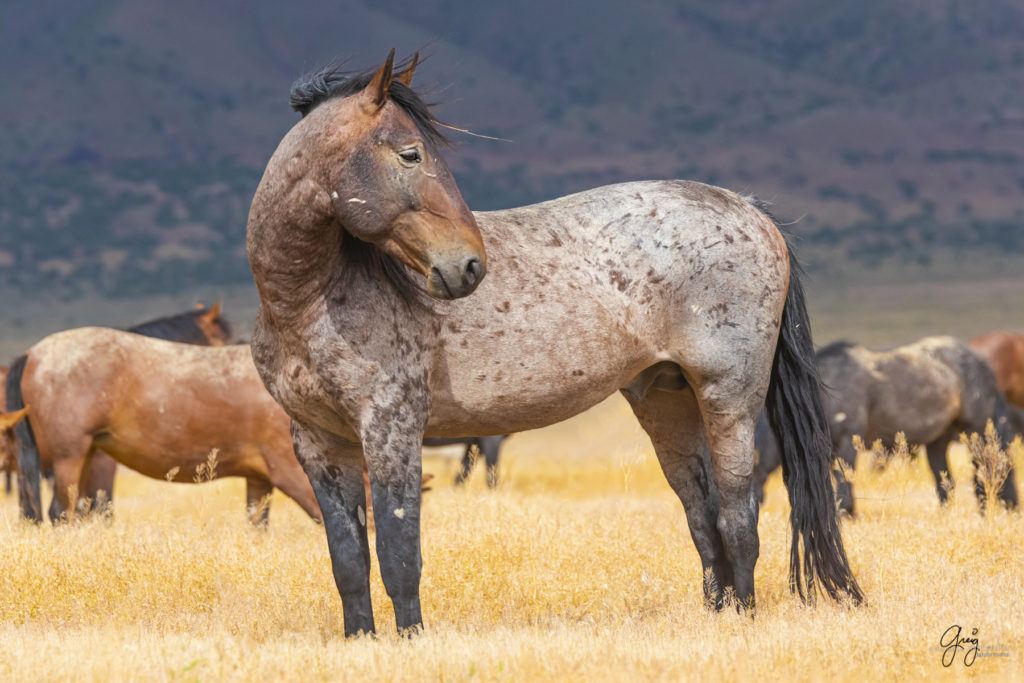 wild mustang, wild horse stallion, photographs of wild horses, wild horse stallions, wild horses, wild horse photography, onaqui herd of wild horses, photographs of wild horses, wild horses fighting