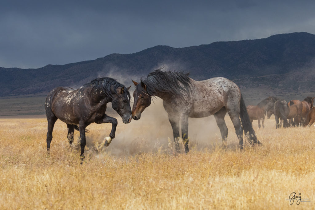 wild mustang, wild horse stallion, photographs of wild horses, wild horse stallions, wild horses, wild horse photography, onaqui herd of wild horses, photographs of wild horses, wild horses fighting