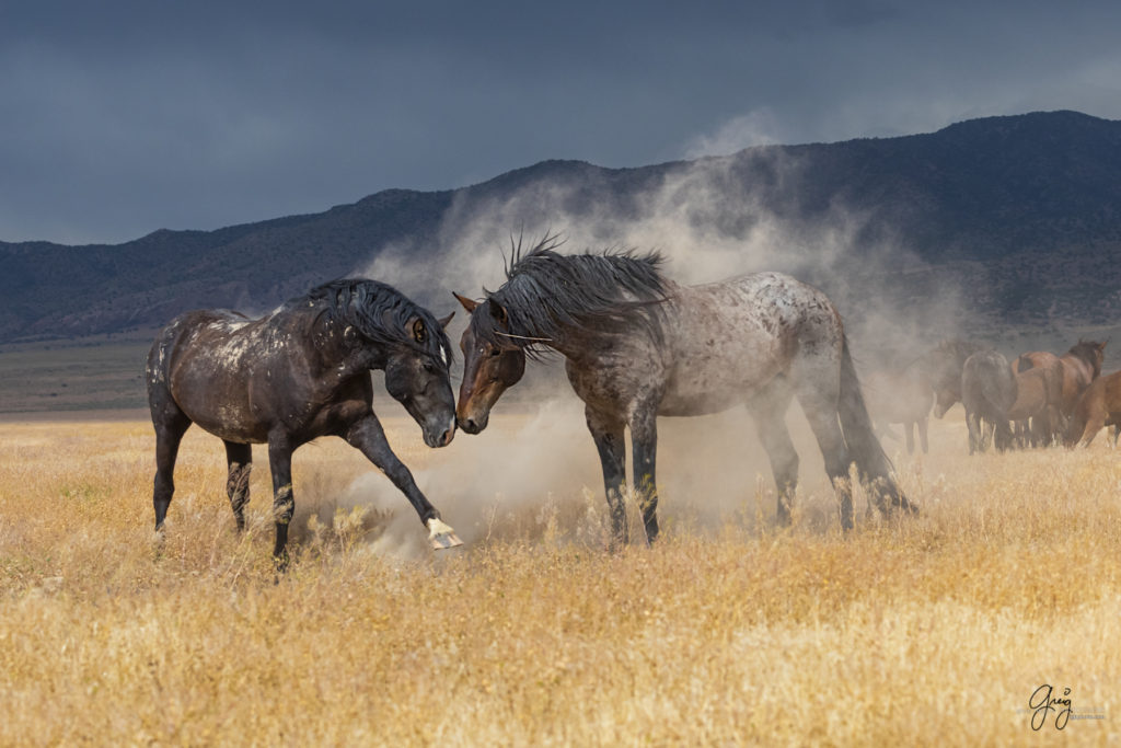 wild mustang, wild horse stallion, photographs of wild horses, wild horse stallions, wild horses, wild horse photography, onaqui herd of wild horses, photographs of wild horses, wild horses fighting