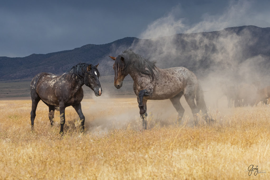 wild mustang, wild horse stallion, photographs of wild horses, wild horse stallions, wild horses, wild horse photography, onaqui herd of wild horses, photographs of wild horses, wild horses fighting