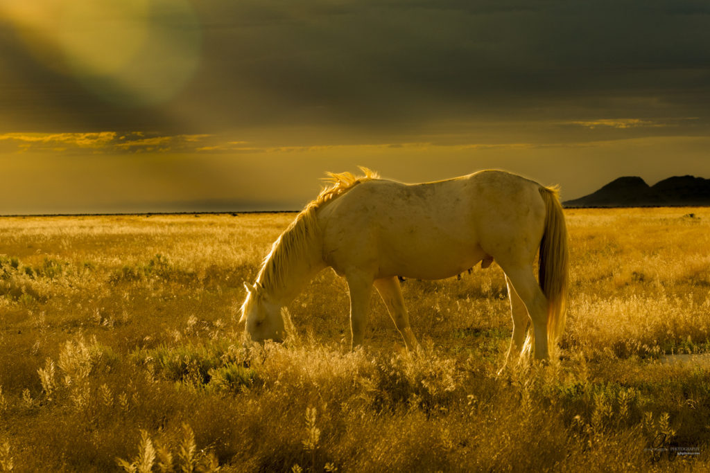 black and white photography of wild horse mustangs, wild mustang, wild horse stallion, photographs of wild horses, wild horse stallions, wild horses, wild horse photography, onaqui herd of wild horses, photographs of wild horses, wild horses fighting