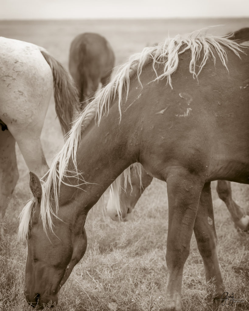 black and white photography of wild horse mustangs, wild mustang, wild horse stallion, photographs of wild horses, wild horse stallions, wild horses, wild horse photography, onaqui herd of wild horses, photographs of wild horses, wild horses fighting