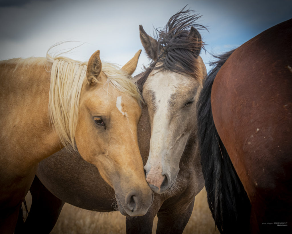 wild mustang, wild horse stallion, photographs of wild horses, wild horse stallions, wild horses, wild horse photography, onaqui herd of wild horses, photographs of wild horses, wild horses fighting