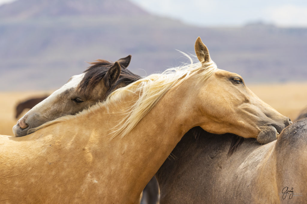 wild mustang, wild horse stallion, photographs of wild horses, wild horse stallions, wild horses, wild horse photography, onaqui herd of wild horses, photographs of wild horses, wild horses embracing