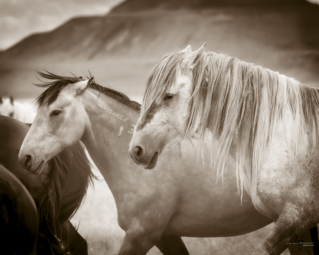 black and white photography of wild horse mustangs, wild mustang, wild horse stallion, photographs of wild horses, wild horse stallions, wild horses, wild horse photography, onaqui herd of wild horses, photographs of wild horses, wild horses fighting