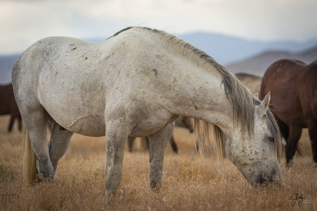 wild mustang, wild horse stallion, photographs of wild horses, wild horse stallions, wild horses, wild horse photography, onaqui herd of wild horses, photographs of wild horses, wild horses fighting