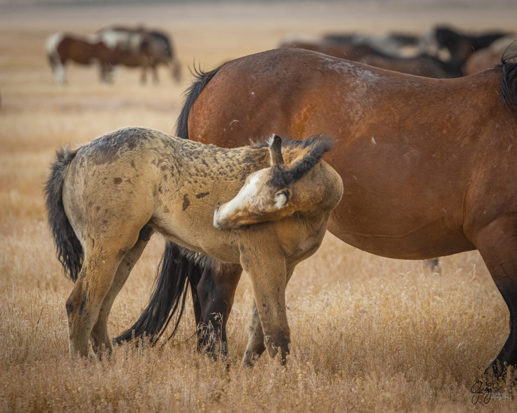 wild mustang, wild horse stallion, photographs of wild horses, wild horse stallions, wild horses, wild horse photography, onaqui herd of wild horses, photographs of wild horses, wild horses fighting