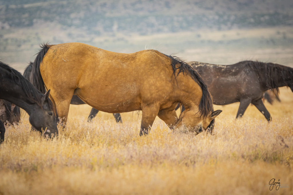 wild mustang, wild horse stallion, photographs of wild horses, wild horse stallions, wild horses, wild horse photography, onaqui herd of wild horses, photographs of wild horses, wild horses fighting