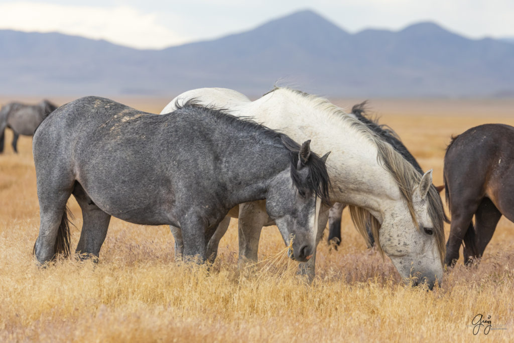 wild mustang, wild horse stallion, photographs of wild horses, wild horse stallions, wild horses, wild horse photography, onaqui herd of wild horses, photographs of wild horses, wild horses fighting