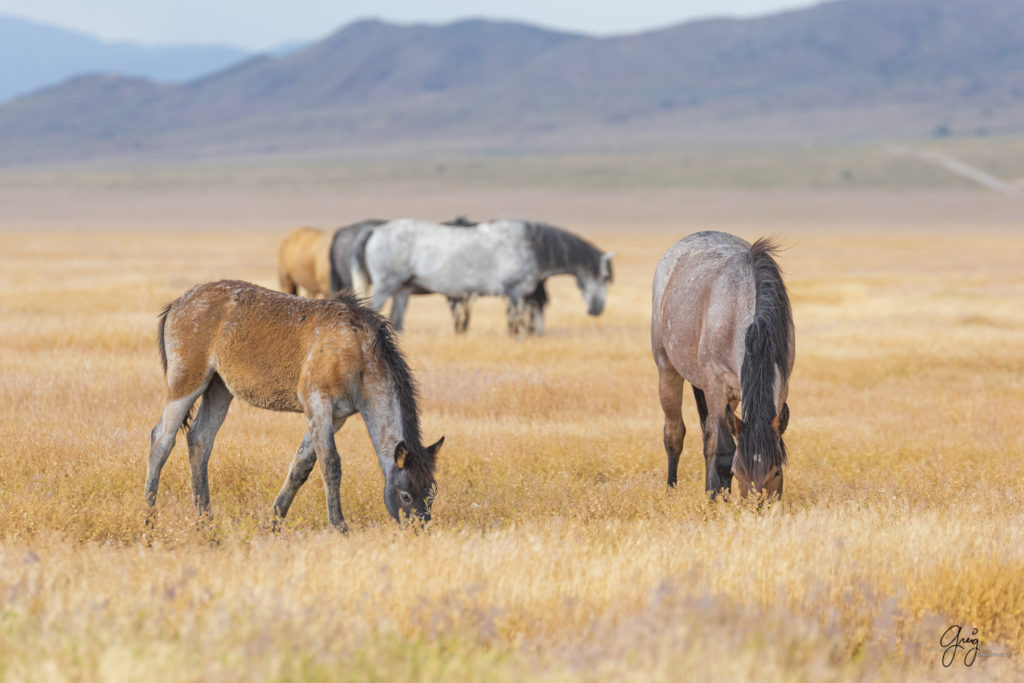 wild mustang, wild horse stallion, photographs of wild horses, wild horse stallions, wild horses, wild horse photography, onaqui herd of wild horses, photographs of wild horses, wild horses fighting