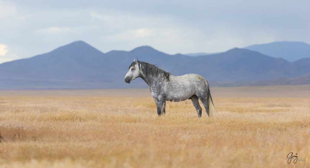 wild mustang, wild horse stallion, photographs of wild horses, wild horse stallions, wild horses, wild horse photography, onaqui herd of wild horses, photographs of wild horses, wild horses fighting