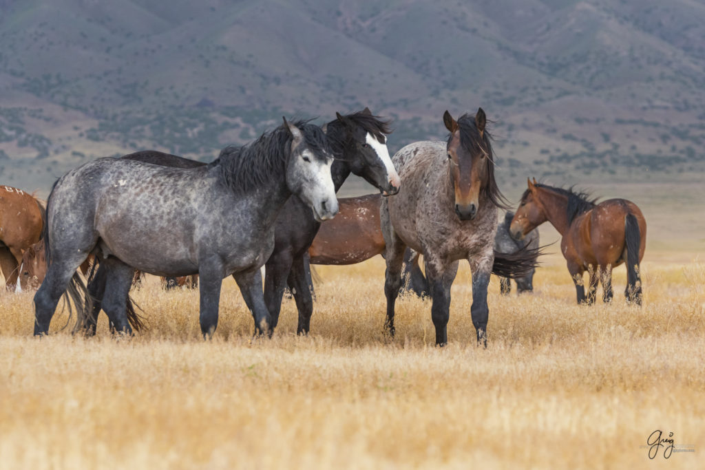 wild mustang, wild horse stallion, photographs of wild horses, wild horse stallions, wild horses, wild horse photography, onaqui herd of wild horses, photographs of wild horses, wild horses fighting