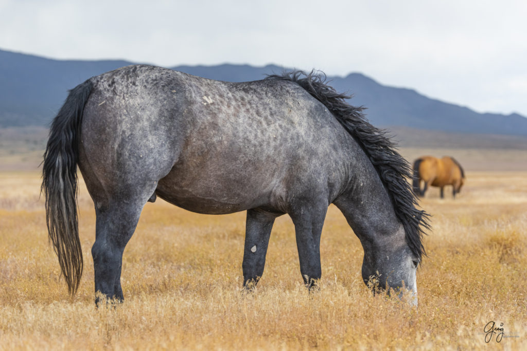 wild mustang, wild horse stallion, photographs of wild horses, wild horse stallions, wild horses, wild horse photography, onaqui herd of wild horses, photographs of wild horses, wild horses fighting