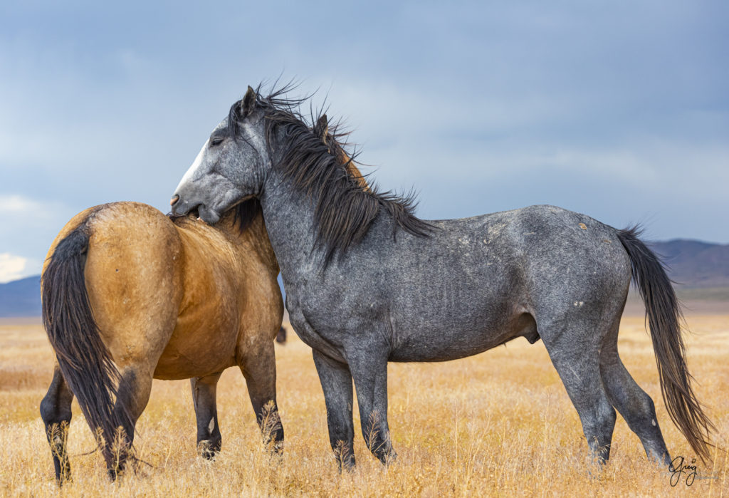 wild mustang, wild horse stallion, photographs of wild horses, wild horse stallions, wild horses, wild horse photography, onaqui herd of wild horses, photographs of wild horses, wild horses fighting