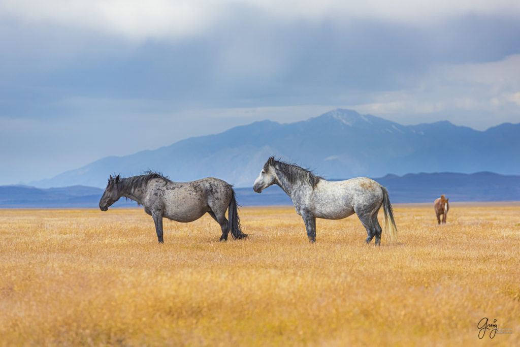 wild mustang, wild horse stallion, photographs of wild horses, wild horse stallions, wild horses, wild horse photography, onaqui herd of wild horses, photographs of wild horses, wild horses fighting