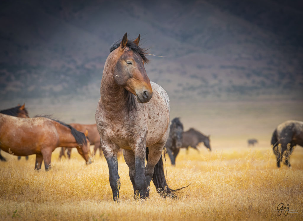 wild mustang, wild horse stallion, photographs of wild horses, wild horse stallions, wild horses, wild horse photography, onaqui herd of wild horses, photographs of wild horses, wild horses fighting