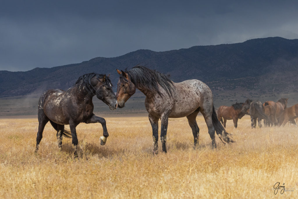 wild mustang, wild horse stallion, photographs of wild horses, wild horse stallions, wild horses, wild horse photography, onaqui herd of wild horses, photographs of wild horses, wild horses fighting