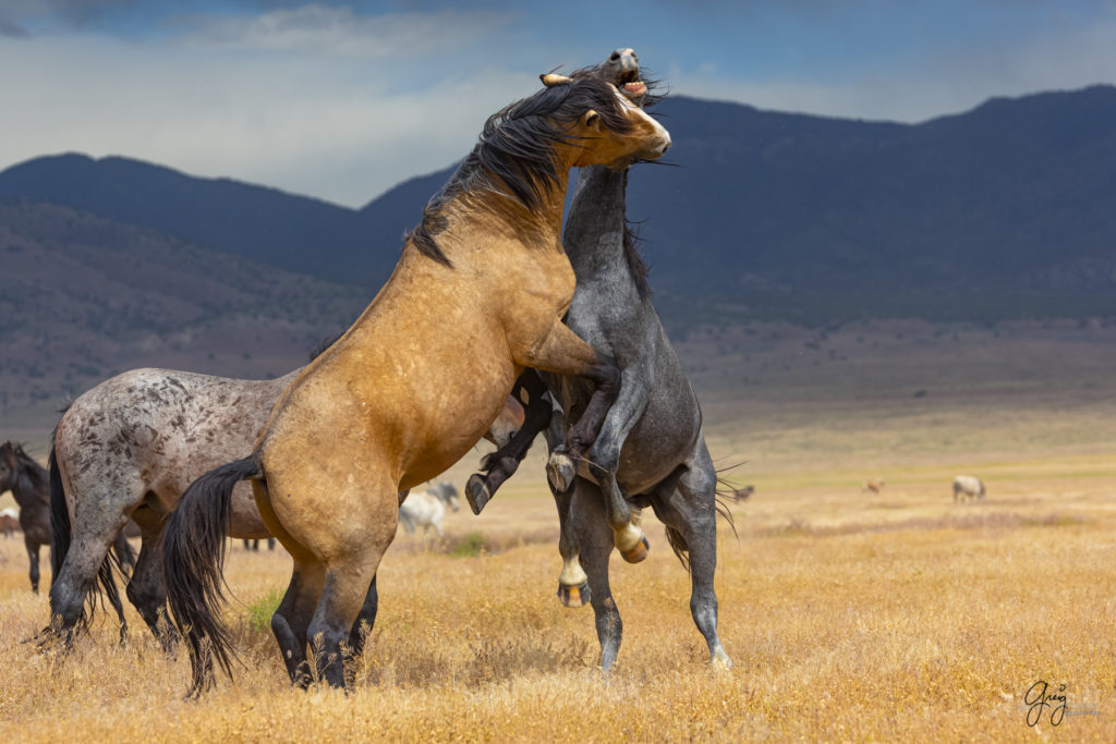 wild mustang, wild horse stallion, photographs of wild horses, wild horse stallions, wild horses, wild horse photography, onaqui herd of wild horses, photographs of wild horses, wild horses fighting