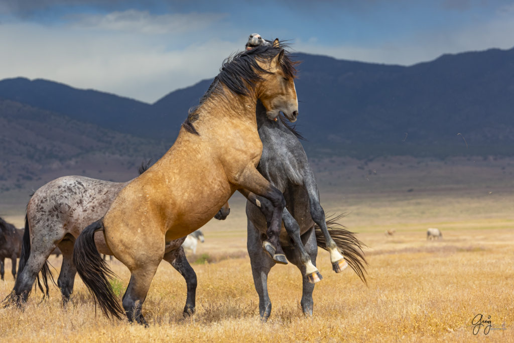 wild mustang, wild horse stallion, photographs of wild horses, wild horse stallions, wild horses, wild horse photography, onaqui herd of wild horses, photographs of wild horses, wild horses fighting