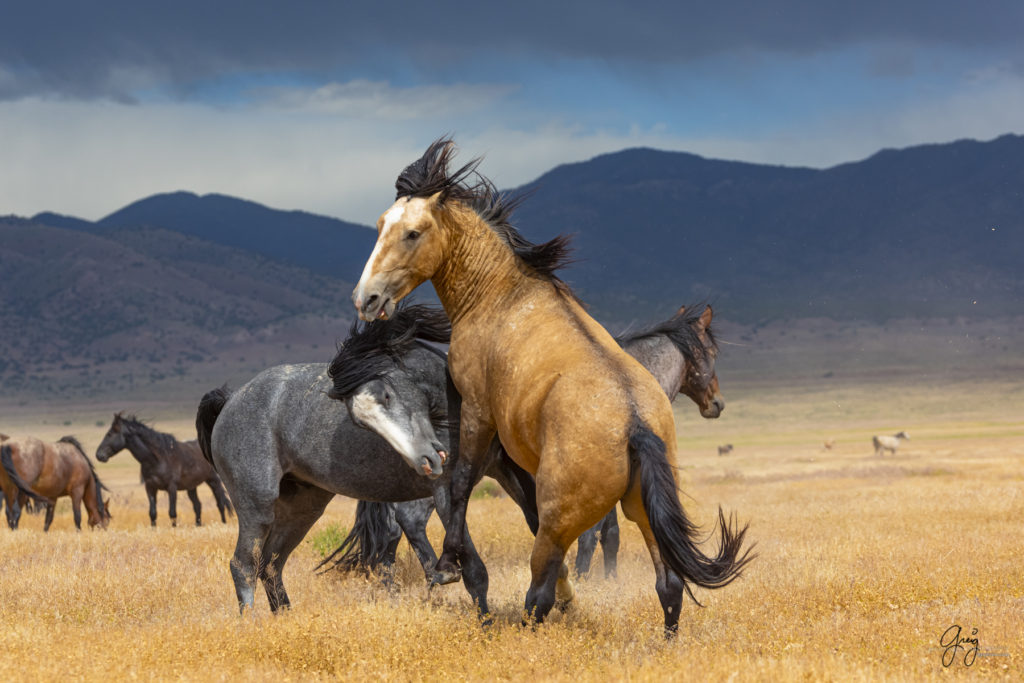 wild mustang, wild horse stallion, photographs of wild horses, wild horse stallions, wild horses, wild horse photography, onaqui herd of wild horses, photographs of wild horses, wild horses fighting