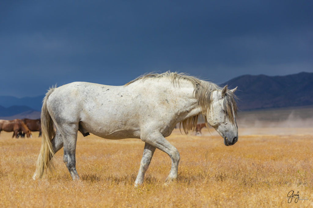 wild mustang, wild horse stallion, photographs of wild horses, wild horse stallions, wild horses, wild horse photography, onaqui herd of wild horses, photographs of wild horses