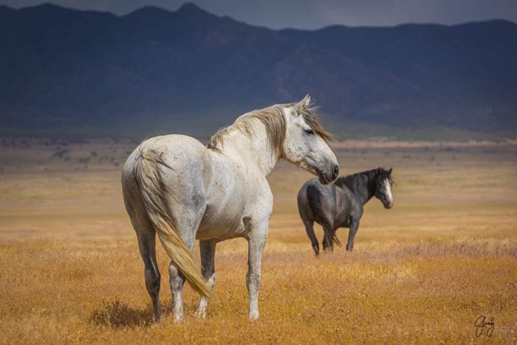 wild mustang, wild horse stallion, photographs of wild horses, wild horse stallions, wild horses, wild horse photography, onaqui herd of wild horses, photographs of wild horses