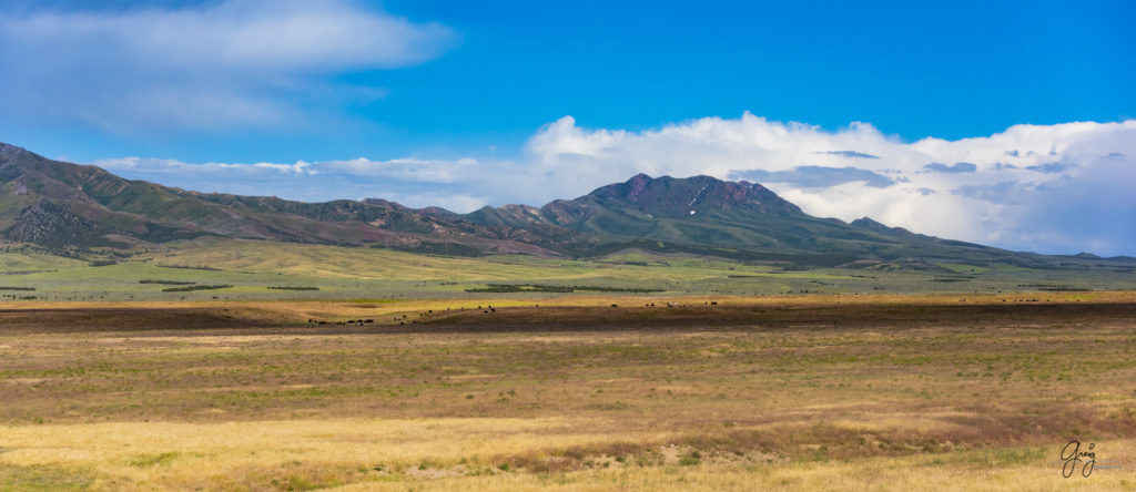 herd of wild horses, wild mustang, wild horse colts, photographs of wild horses, wild horse stallions, wild horses, wild horse photography, onaqui herd of wild horses, photographs of wild horses