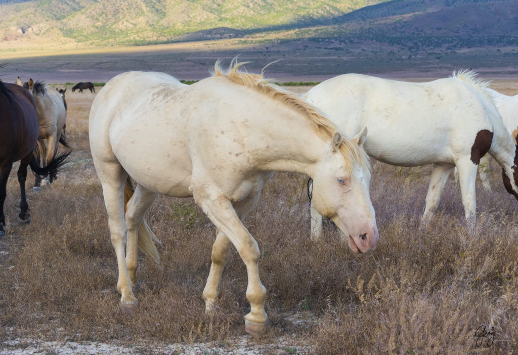 wild mustang, wild horse photo, photographs of wild horses, wild horse stallions, wild horses, wild horse photography, onaqui herd of wild horses, photographs of wild horses