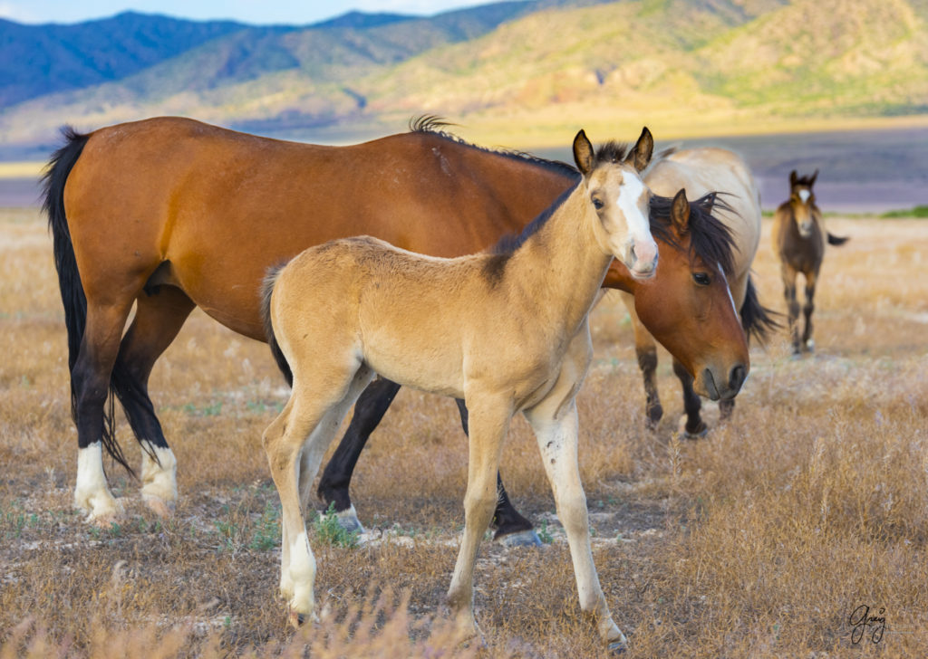 wild mustang, wild horse colts, photographs of wild horses, wild horse stallions, wild horses, wild horse photography, onaqui herd of wild horses, photographs of wild horses