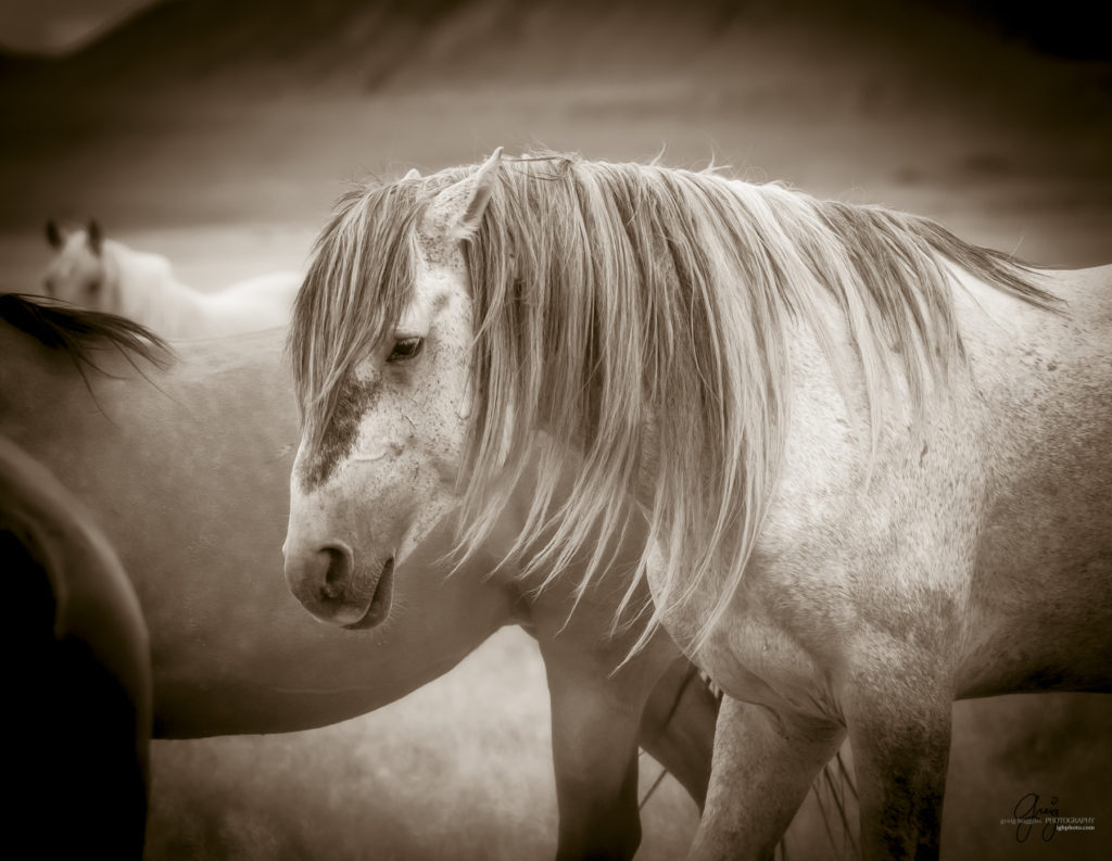 black and white photography of wild horse mustangs, wild mustang, wild horse stallion, photographs of wild horses, wild horse stallions, wild horses, wild horse photography, onaqui herd of wild horses, photographs of wild horses, wild horses fighting