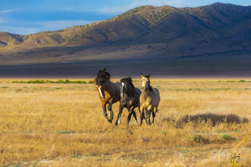 wild mustang, mustang, photographs of mustangs, wild horse stallions, wild horses, wild horse photography, onaqui herd of wild horses, photographs of wild horses