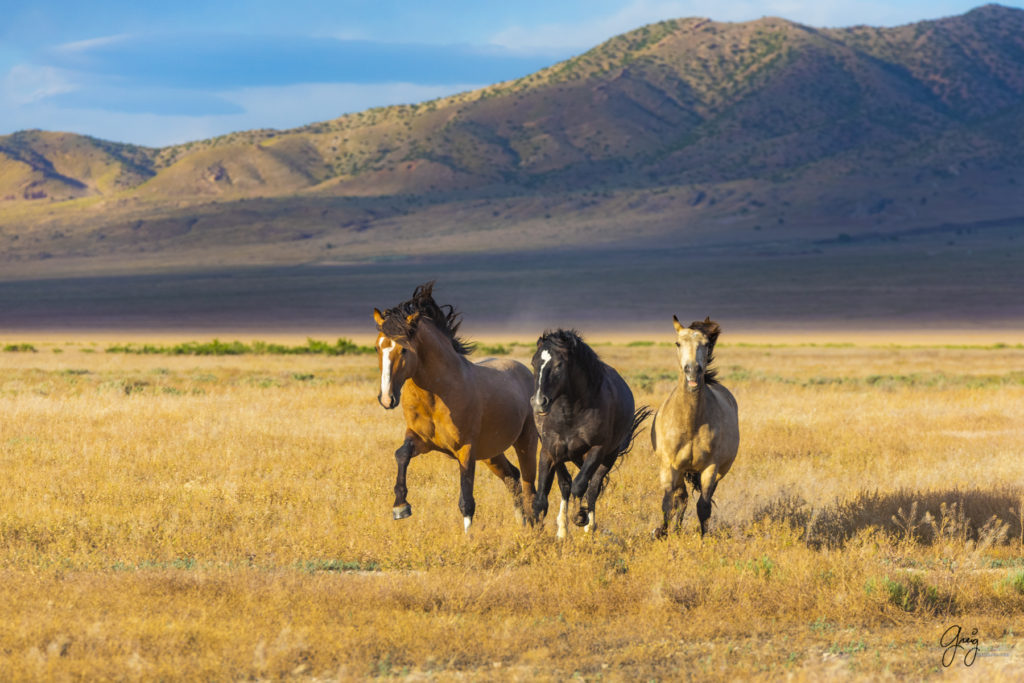 wild mustang, mustang, photographs of mustangs, wild horse stallions, wild horses, wild horse photography, onaqui herd of wild horses, photographs of wild horses