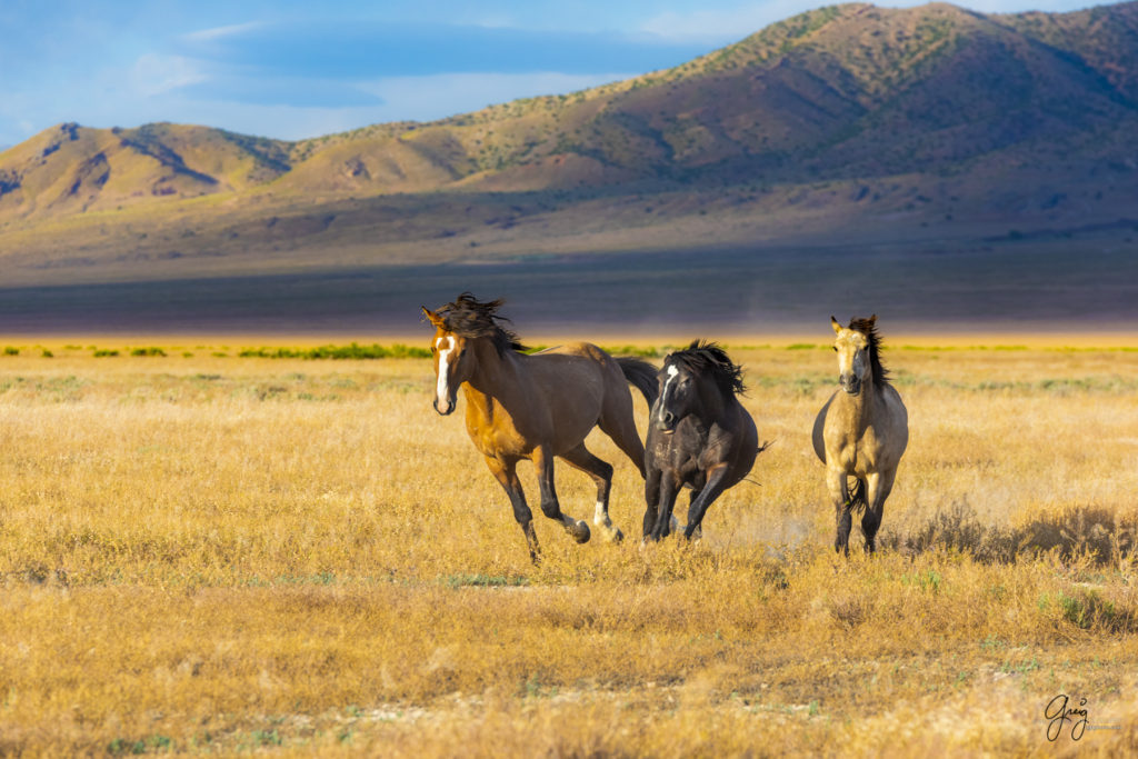 wild mustang, mustang, photographs of mustangs, wild horse stallions, wild horses, wild horse photography, onaqui herd of wild horses, photographs of wild horses, wild mustangs running