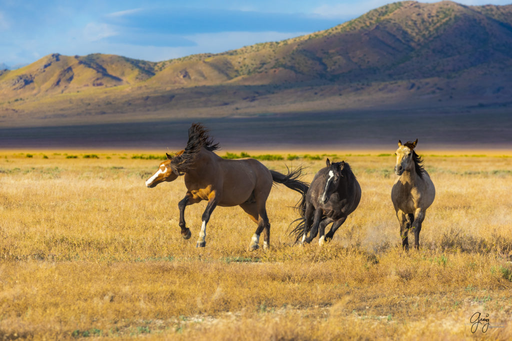 wild mustang, mustang, photographs of mustangs, wild horse stallions, wild horses, wild horse photography, onaqui herd of wild horses, photographs of wild horses
