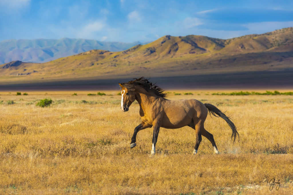 wild mustang, mustang, photographs of mustangs, wild horse stallions, wild horses, wild horse photography, onaqui herd of wild horses, photographs of wild horses