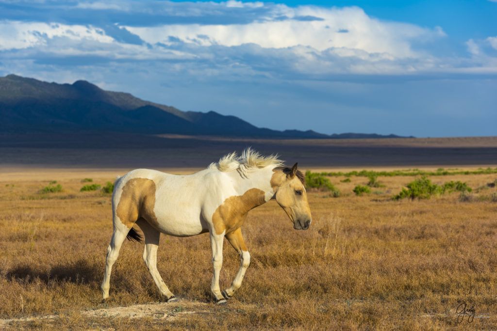 wild mustang, mustang, photographs of mustangs, wild horse stallions, wild horses, wild horse photography, onaqui herd of wild horses, photographs of wild horses