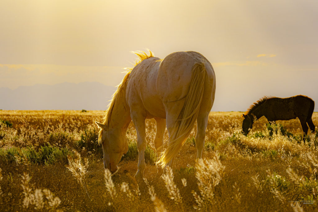 wild mustang, mustang, photographs of mustangs, wild horse stallions, wild horses, wild horse photography, onaqui herd of wild horses, photographs of wild horses