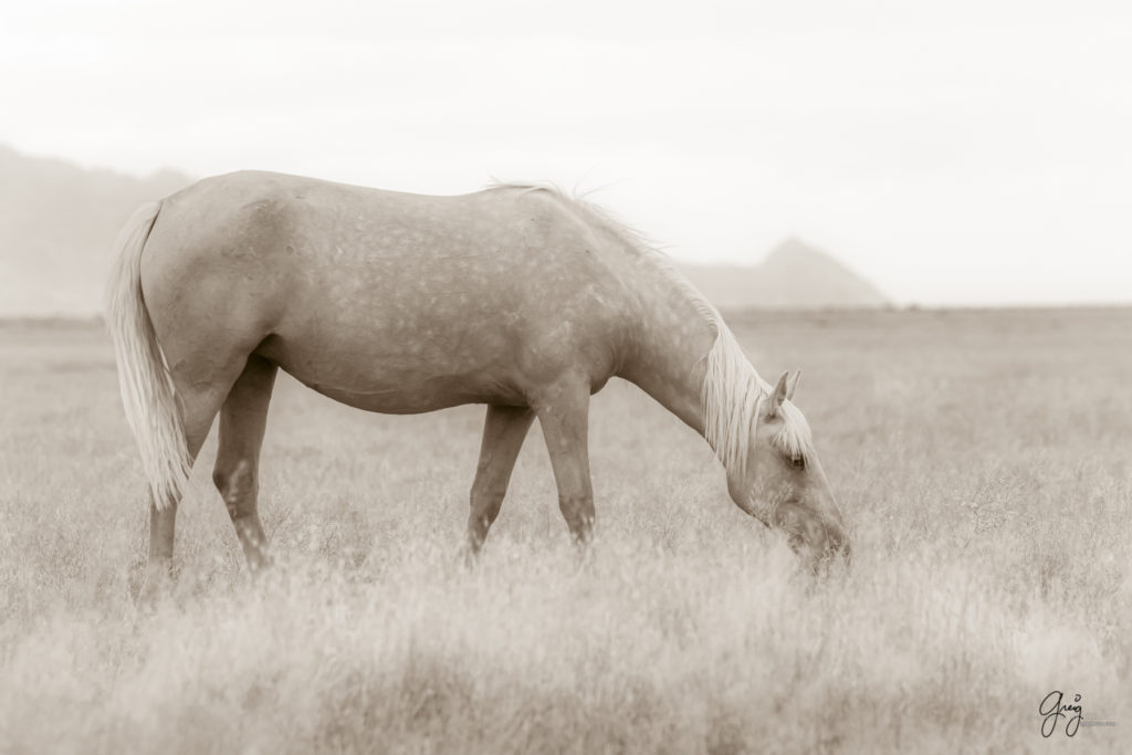 black and white photography of wild horse mustangs, wild mustang, wild horse stallion, photographs of wild horses, wild horse stallions, wild horses, wild horse photography, onaqui herd of wild horses, photographs of wild horses, wild horses fighting